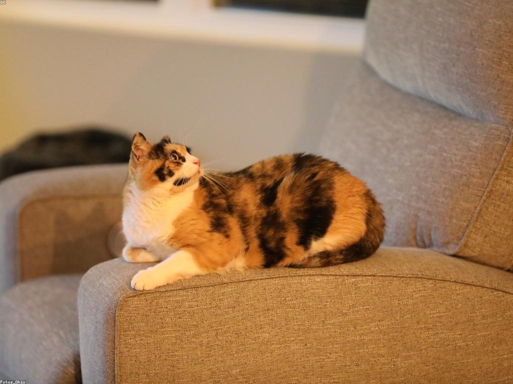 អត្ថប្រយោជន៍នៃការប្រកួតលេងសប្បាយសម្រាប់អ្នកប្រើប្រាស់